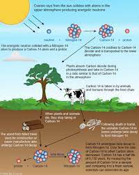 How reliable is carbon dating of fossils? As And A2 Physics Physics And Chemistry For Ig And A Level