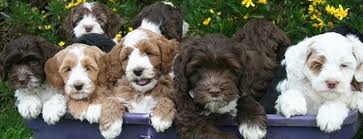 Did you scroll all this way to get facts about labradoodle mini? Labradoodle Colors A Complete Guide To Every Labradoodle Shade Labradoodles Dogs