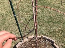 Leaves are all drooping, turning yellow and falling off.i have no idea what to do with it! Weeping Cherry Tree Still In Dormant