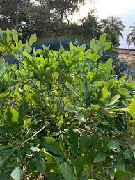 Image result for Cussonia arenicola