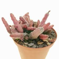 Image result for Huernia volkartii