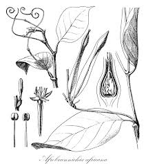 Image result for Afrobrunnichia