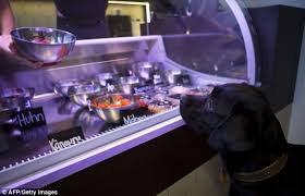 Gourmet Restaurant For Dogs And Cats Opens In Berlin Pets Dog Cat Clothes Horse