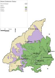 Image result for Elytrophorus globularis