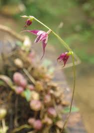 Image result for Bulbophyllum intertextum