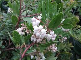 Image result for Hunteria densiflora
