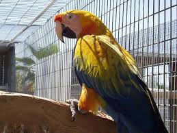 Big Birds You Can Have As Pets Pin By Misha Genesis On Parrot In 2020 Parrot Pet Pet Birds Macaw