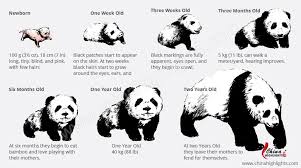 growing process from a baby panda to a giant panda