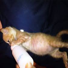 kedinin olumu veda melita sadece bir kedi degil facebook