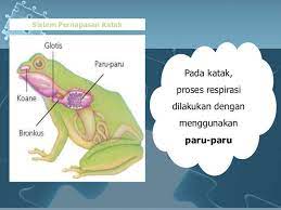 Respirasi dikendalikan dalam sistem saraf pusat (ssp). Respirasi Hewan