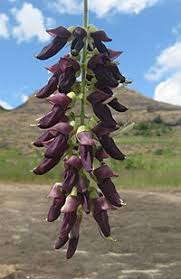 Image result for Mucuna glabrialata