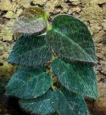 Image result for Polystachya villosa