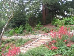 • arlen specter part 2 of 3 with allan handelman, june 3. 1 Year Progress Modern Landscape San Francisco By Calvin Craig Landscaping Design Build Houzz