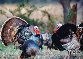 Is Michigan Becoming A Pay To Play State Dove Hunting Deer Hunting Tips Quail Hunting