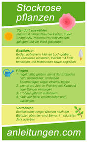 Stockrose Pflanzen Wie Man Stockrosen Richtig Einpflanzt Und Welcher Boden Dazu Gewahlt Werden Sollte Fasst Diese In Stockrosen Pflanzen Stockrosen Pflanzen