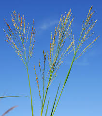 Image result for Panicum repens