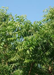 Image result for Azadirachta indica