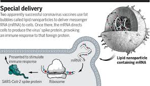 As the intermediary messenger, mrna is an important safety mechanism in the cell. Public Needs To Prep For Vaccine Side Effects Science