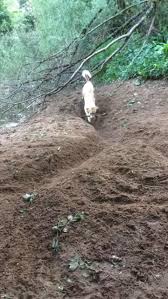 Funny Memes Discover This Doggo Has Invented A New Game Cute Animals Cute Dogs Cute Baby Animals