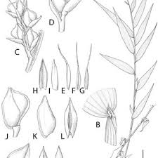 Image result for Brachychloa schiemanniana