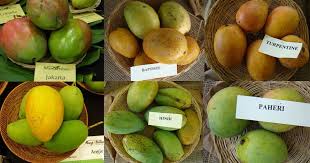 From Prawn Curries To Fasting Food How Indians Eat Their Mangoes And Have Them Too