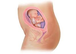 20 Weeks Fetal Development Week By Week Babycenter Baby Center 21 Weeks Pregnant 23 Weeks Pregnant
