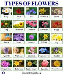 Common kinds of flowers with name and picture. Types Of Flowers List Of 50 Popular Flowers Names In English English Study Online Flowers Name List Popular Flowers List Of Flowers