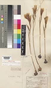 Image result for Gladiolus trichonemifolius