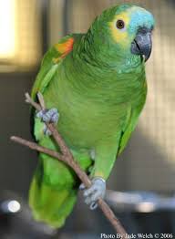 Bird Crying Like A Baby Video Pin On For The Love Of Amazon Parrots