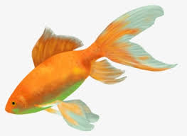 Goldfish membutuhkan perawatan konstan, seperti penggantian dan filter air mingguan supaya tetap sehat dan ceria. Goldfish Fish Gold Water Cichlid Animal Fauna Ikan Hias Air Tawar Terindah Hd Png Download Transparent Png Image Pngitem