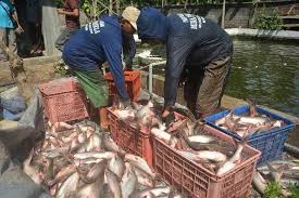 1 Modal Kecil Untung Besar Analisa Budidaya Ikan Patin Ikan Kolam Ikan Air Tawar
