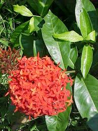 Image result for Ixora narcissodora