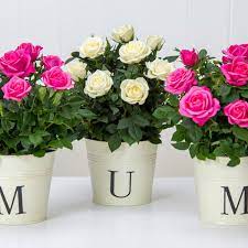 Best flowers for mother's day uk. Best Mother S Day Flowers 2019 Last Minute Flower Delivery Deals For This Sunday Mirror Online