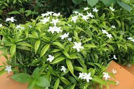 Dracaena bisa beradaptasi hidup di area dengan cahaya rendah jika penyiraman airnya dikurangi. 5 Tanaman Hias Murah Bisa Kamu Beli Seharga Rp3 Ribuan Aja
