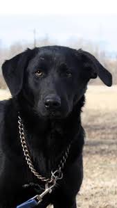 Black And White Chesapeake Bay Retriever Popcorn Is An Adoptable Labrador Retriever Chesapeake Bay Retriever Dog In Hatfield Pa Popcorn Is A Beautiful 10 Month Labrador Retriever Retriever Dog Dogs