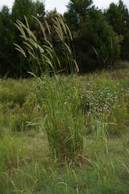 Image result for Setaria homonyma