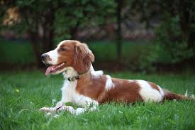 Image result for americký vodní španěl