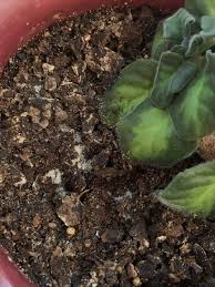 Fungus or mushrooms on top of indoor plant soil is a sign that the soil is staying too wet. Fungus In Potted Plants Lawnsite Is The Largest And Most Active Online Forum Serving Green Industry Professionals