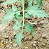 One of the many possible benefits of companion planting is increasing the number and diversity of the 22 tomato companion plants featured below are categorized by the benefits they achieve, starting with. 1