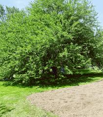 Give fruit trees a try. The 9 Best Fruit Trees For A Homestead Orchard