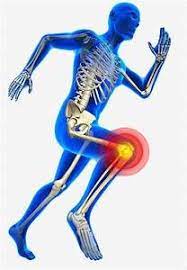صور هيكل عظمي المفاصل yahoo image search results human knee knee bones human