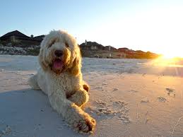 We did not find results for: Pin By Shelly Hiatt On My Cool Dood Best Dog Breeds Goldendoodle Rosemary Beach