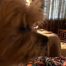 Maybe you would like to learn more about one of these? Photos At Neighborhood Pet Market South Baton Rouge 0 Tips
