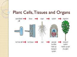 All living organisms are made up of cells. Ppt Plant Cells Tissues And Organs Powerpoint Presentation Free Download Id 3069362