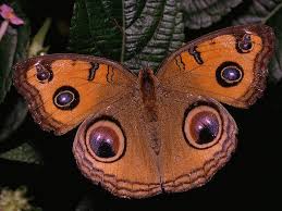 We did not find results for: Nature S Gift 9 Beautiful Butterfly Wing Patterns Bit Rebels