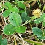 Image result for Trifolium semipilosum