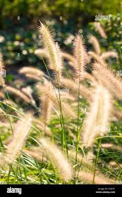 Image result for Setaria longiseta