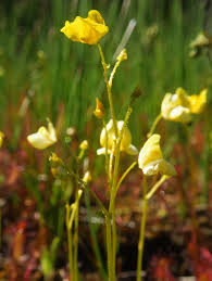 Image result for Utricularia