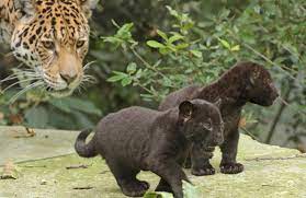 Panthera native to the americas. Black Jaguar Cubs Learn To Stalk At Artis Zooborns