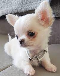 Aren T Chihuahua Puppies Look Adorable And Funny All The Time Follow Us For Your Daily Dose Of Chihuahua Love Stun Chihuahua Puppies Puppies Cute Chihuahua